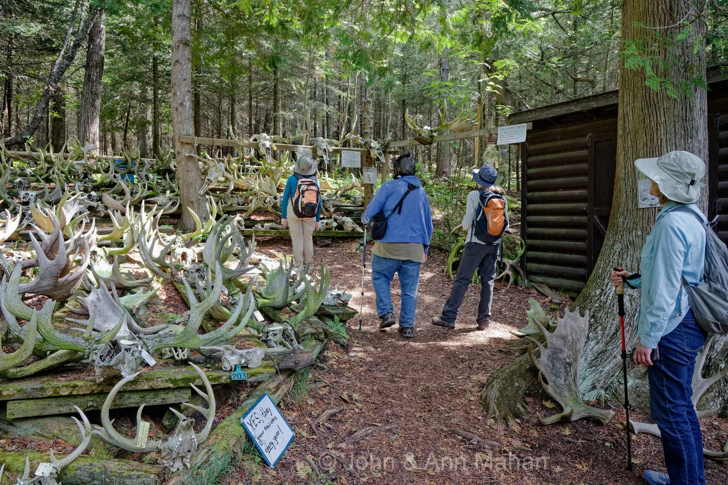 Antlered Skull Display at the Wolf-Moose research station