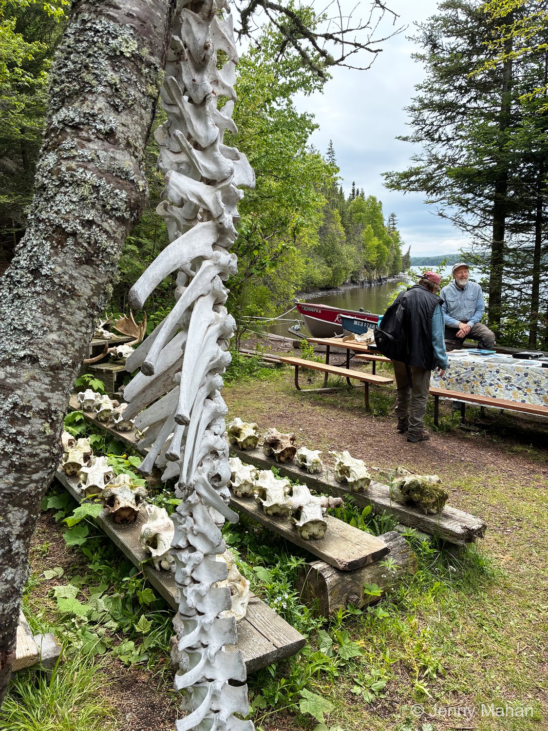 Dr. Rolf Peterson with Bone Display at the Wolf-Moose research station