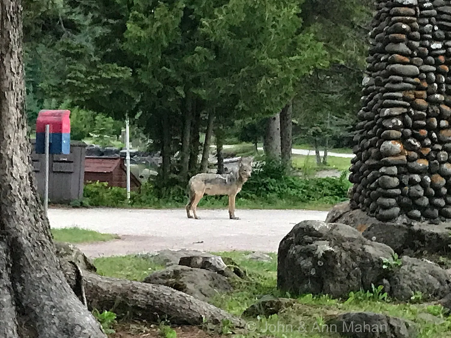 Morning Walk -- Wolf at Rock Harbor Lodge