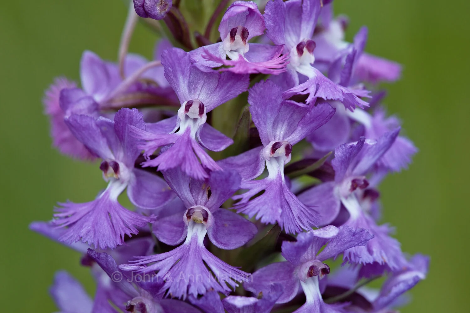 ID_5300C3_07  Purple Fringed Orchid -- Isle Royale