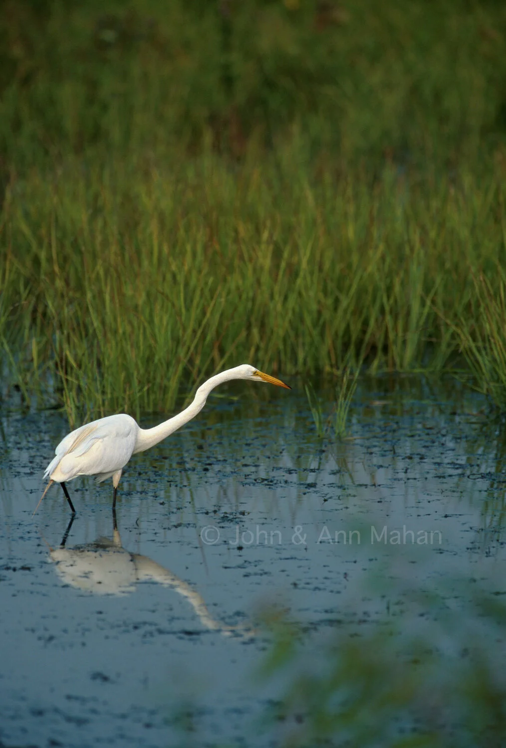 ID_29-6585C  Egret in Ottawa National Wildlife Refuge -- Lake Erie