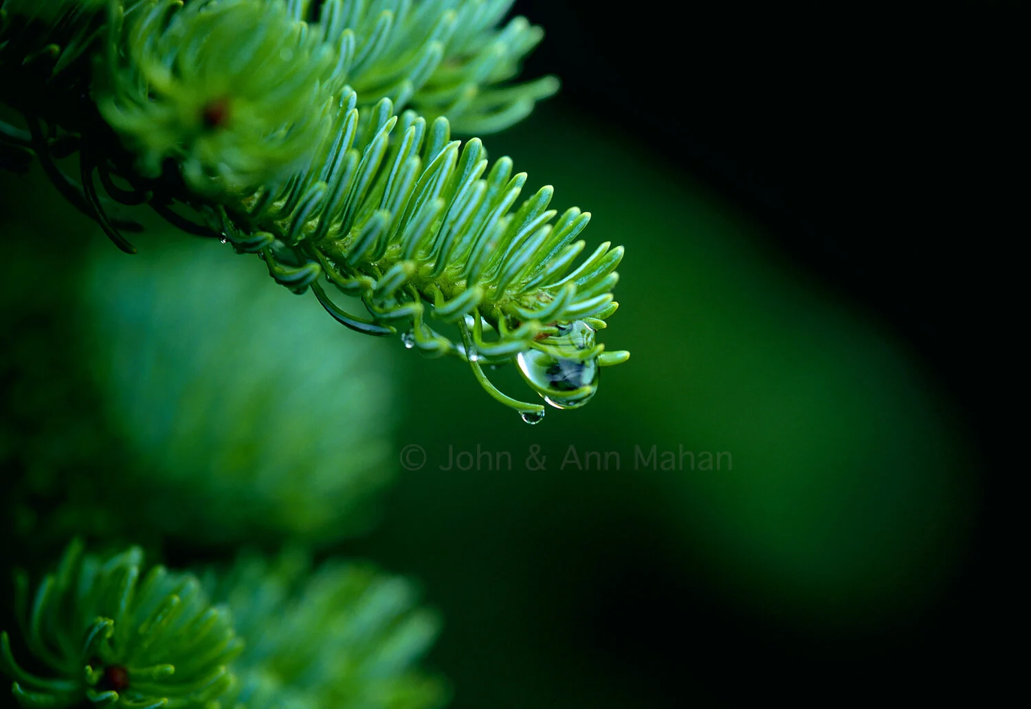 ID_33-5043C  Waterdrop on Spruce -- Michipicoten Island
