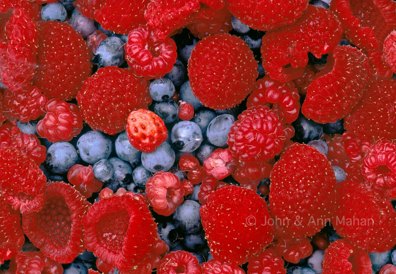 ID_9-2166C Mixed Wild Berries -- Isle Royale --Thimbleberry_Blueberry_Strawberry_Raspberry