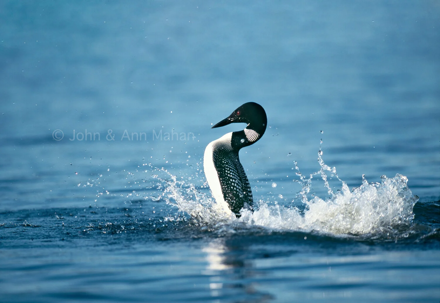 ID_26-5985C  Loon Penguin Dance Distraction Display -- Isle Royale