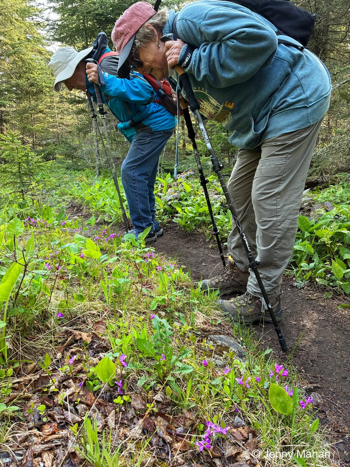 Scoville Point Hike -- Fringed Polygala (Gaywings) Flowers along Trail