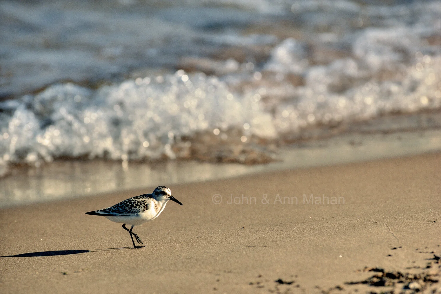 ID_15-4109C  Sandpiper at Lake Michigan Shore -- Point Beach State Forest 