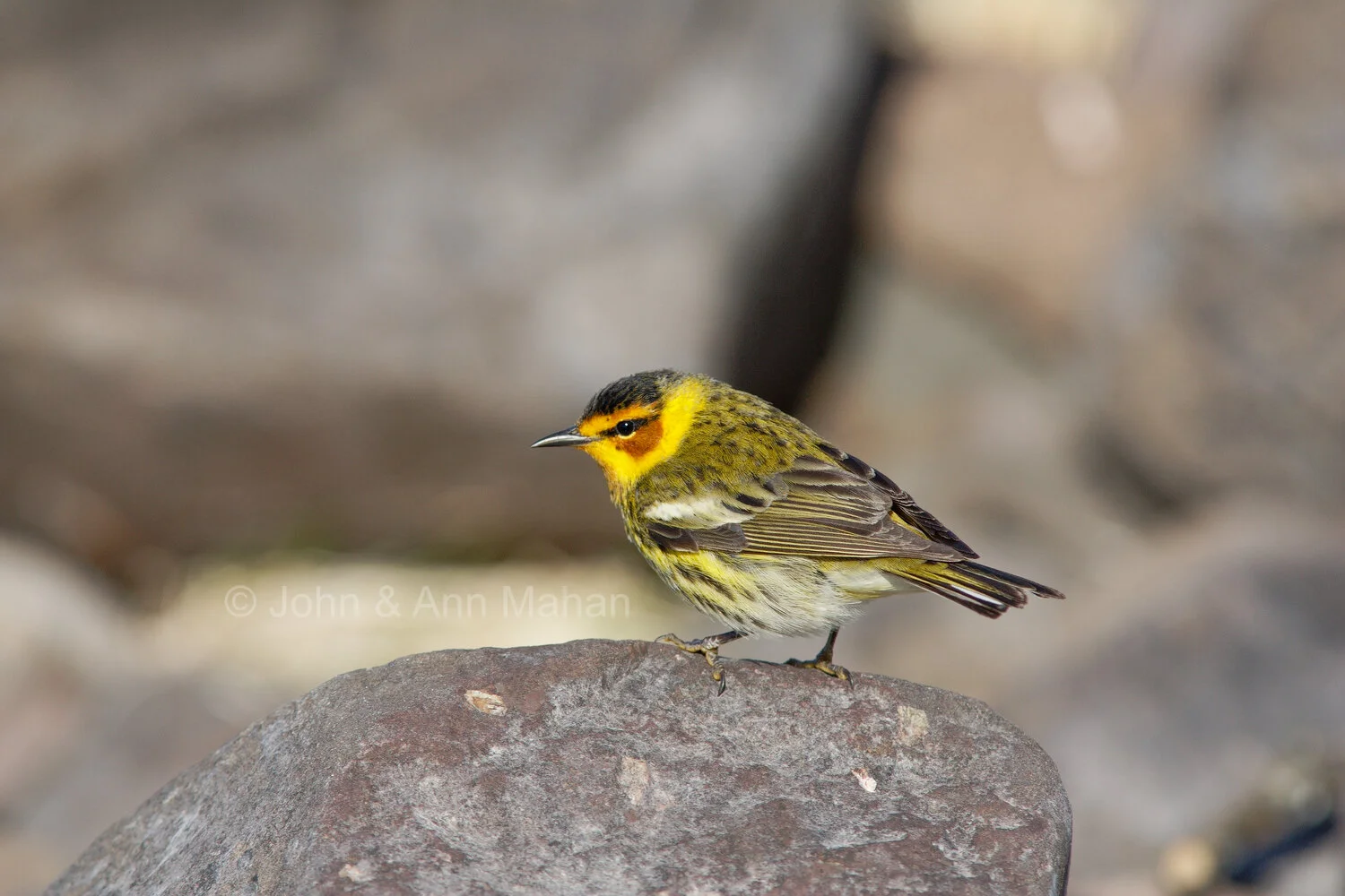ID_2625C2_05  Cape May Warbler on Isle Royale during spring migration