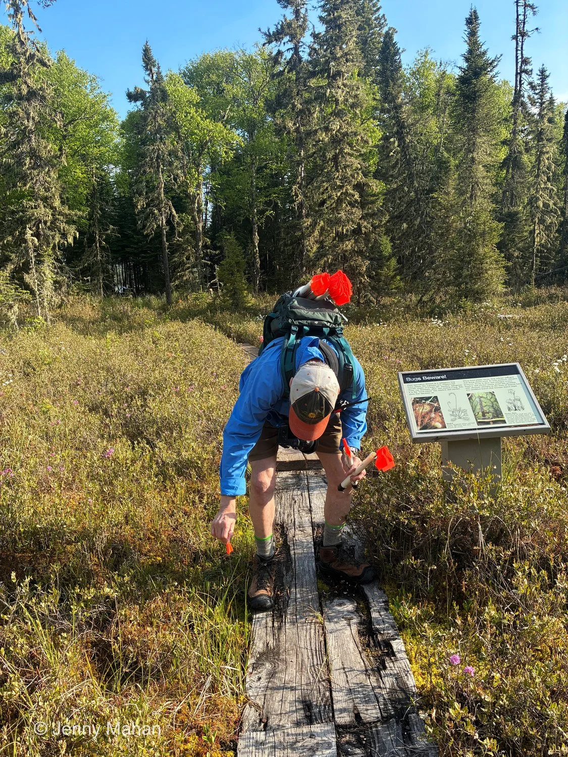John placing identification flags in Raspberry Island bog