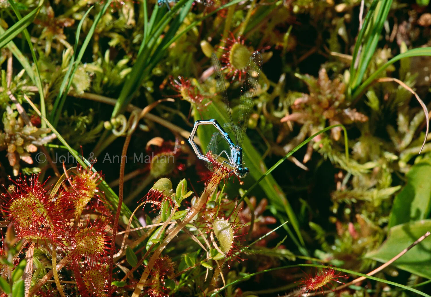 ID_9-5002C  Damselfly trapped by carnivorous Sundew in an Isle Royale bog
