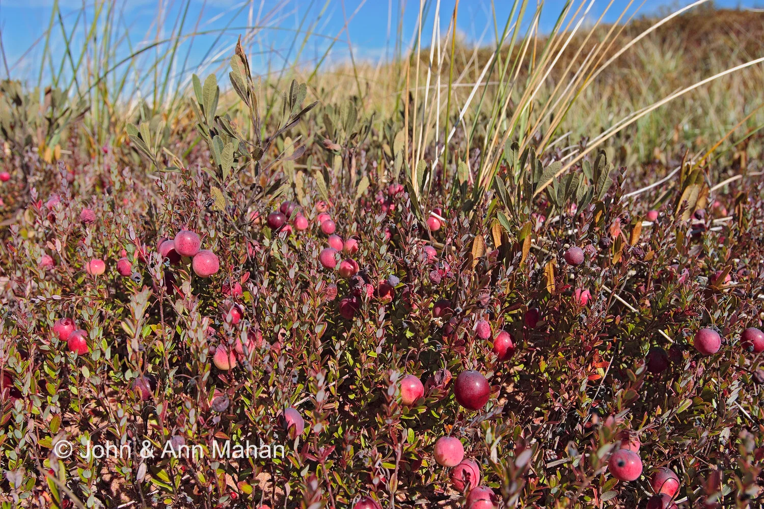 ID_7163C1_04  Cranberries on Stockton Island -- Apostle Islands