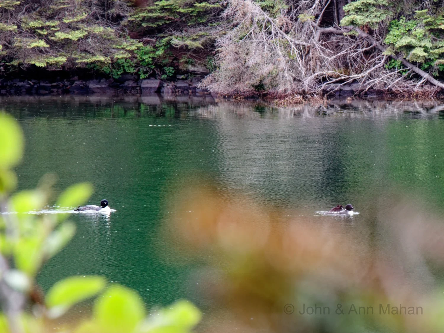 Suzy's Cave Hike -- Loons in Tobin Harbor, with two chicks (loonlings) riding on parent's back