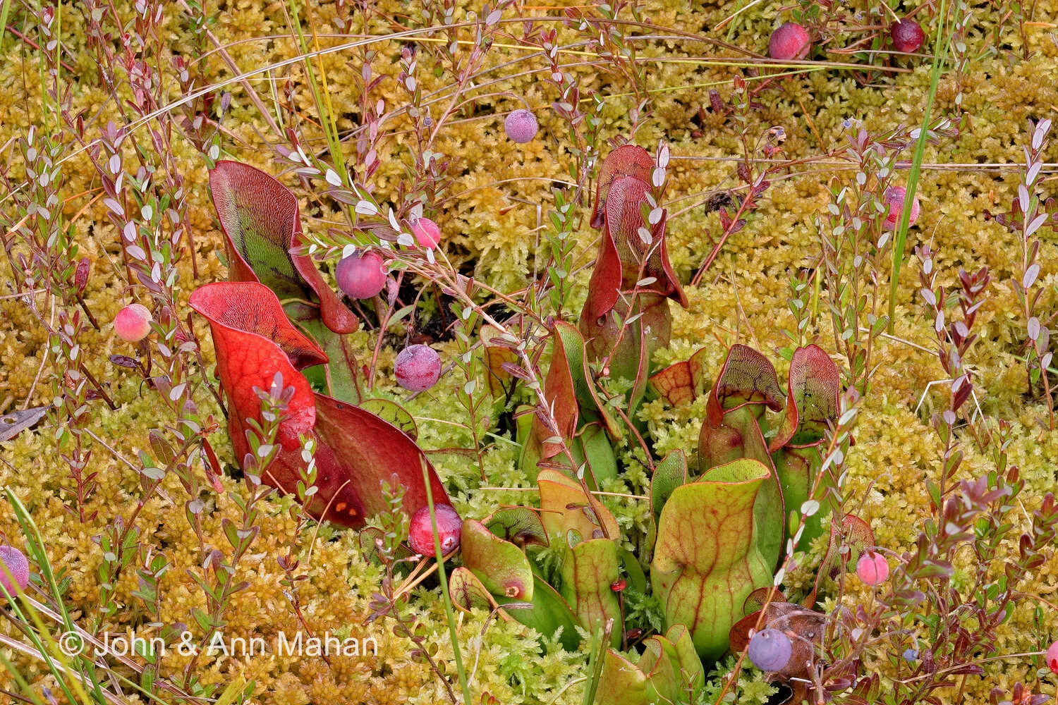 ID_7183C1_04 In a Stockton Island Bog -- Pitcher Plants and Cranberries in Sphagnum Moss -- Apostle Islands