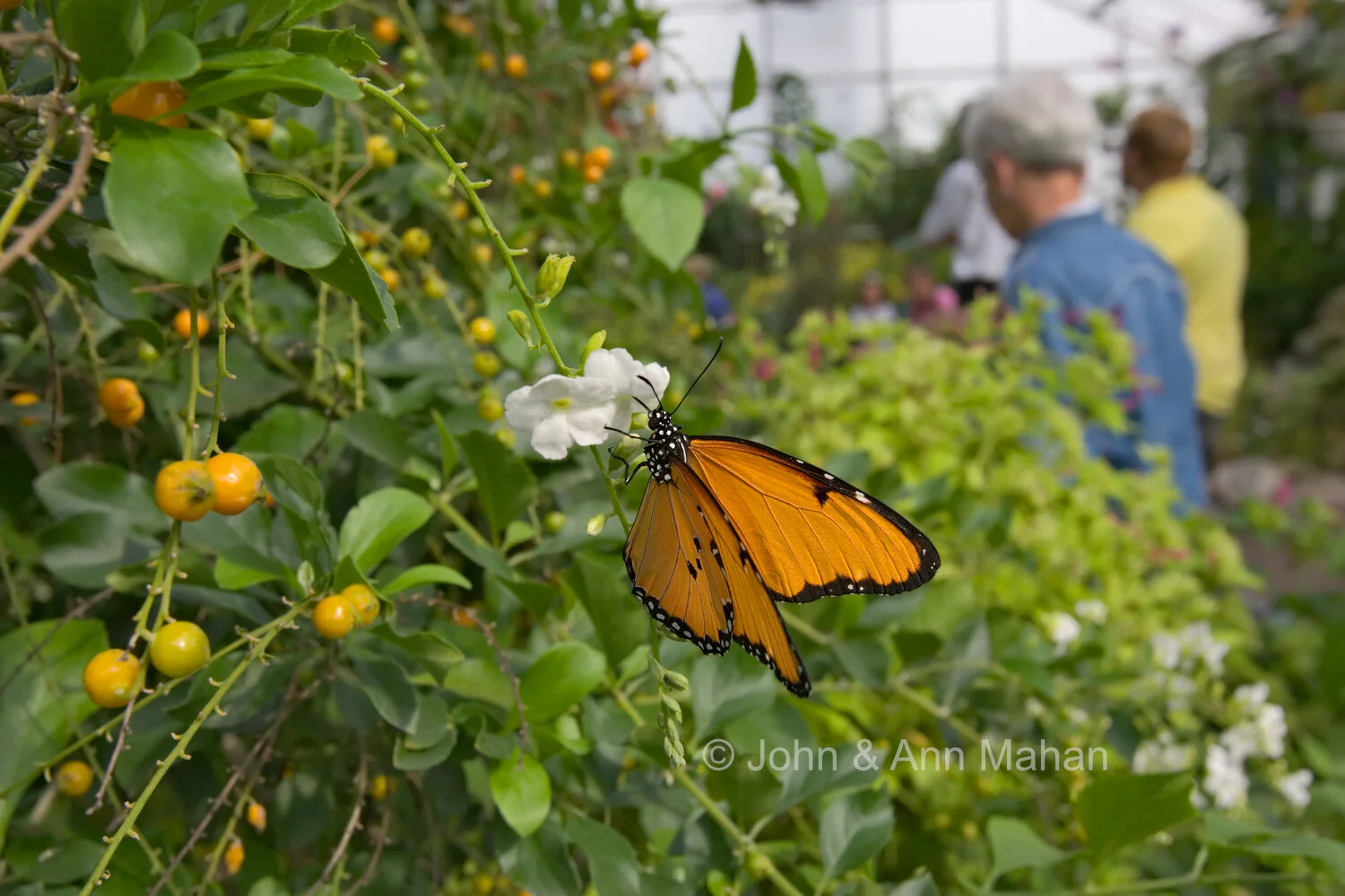 ID_6383C2_04   Butterfly House on Mackinac Island