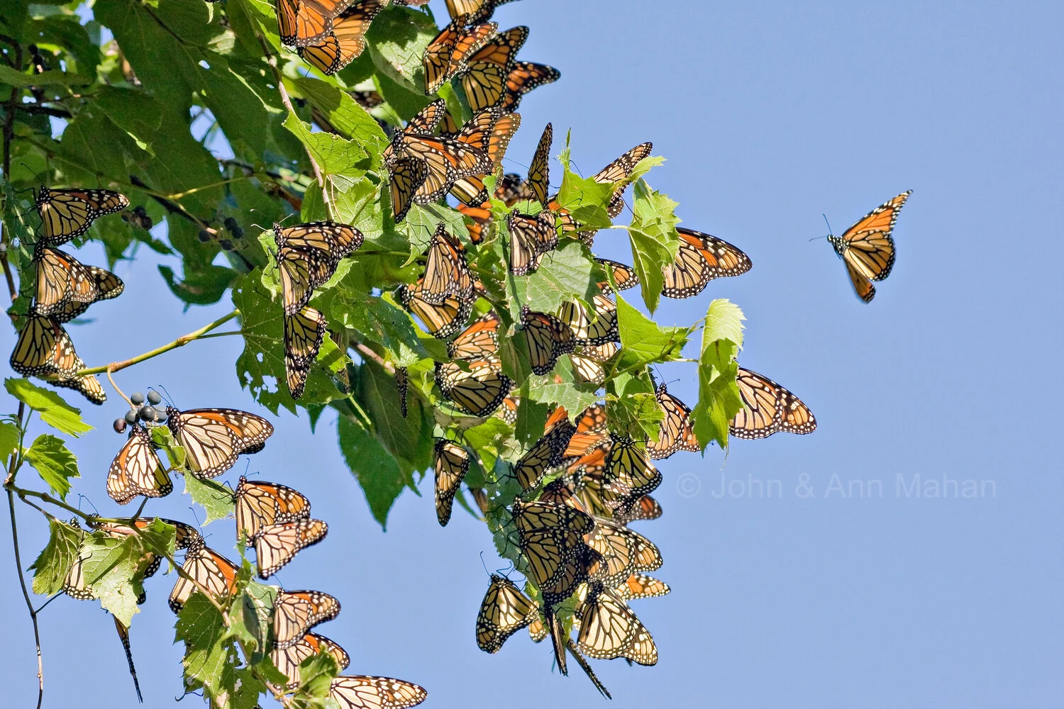 ID_9998C3_07   Monarchs gathering at Point Pelee in their fall migration -- Lake Erie