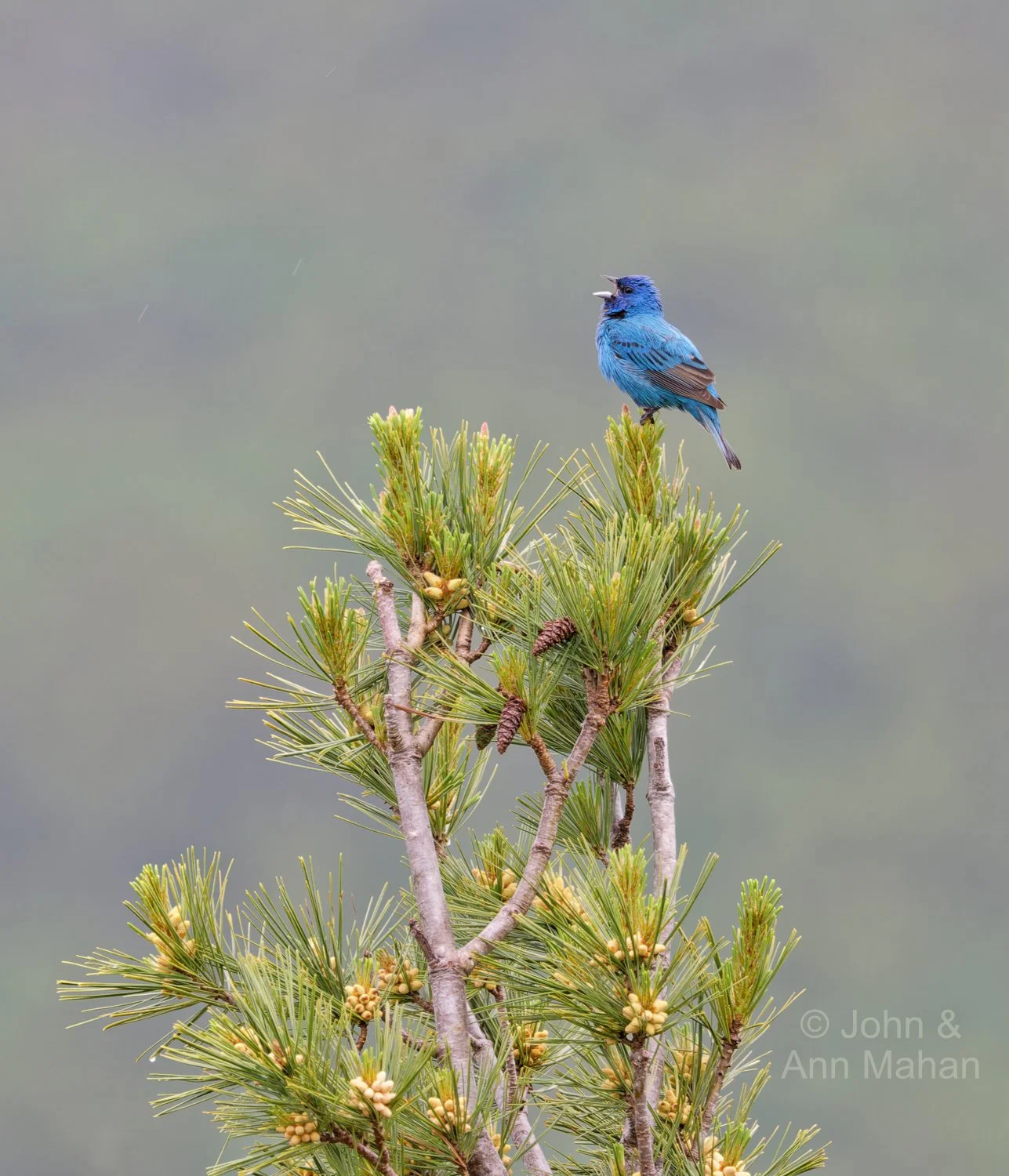 Keweenaw Peninsula Coach Tour -- Indigo Bunting (singing) at Copper Harbor Overlook on Brockway Mountain
