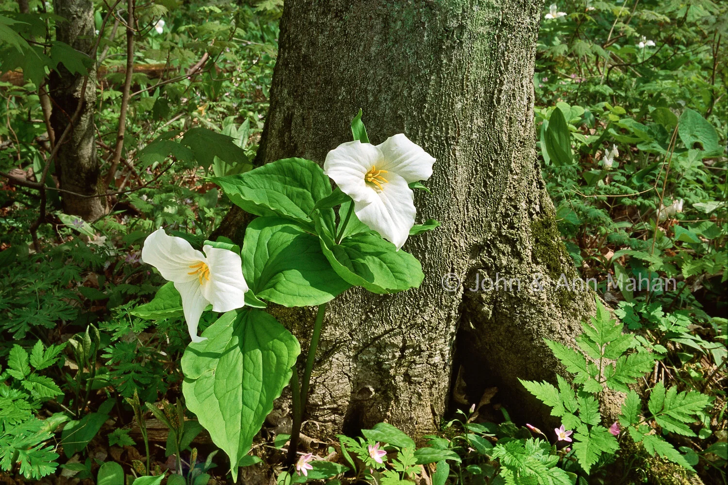 ID_30-4525C Trilliums and Spring Beauty -- Northern Lower Michigan