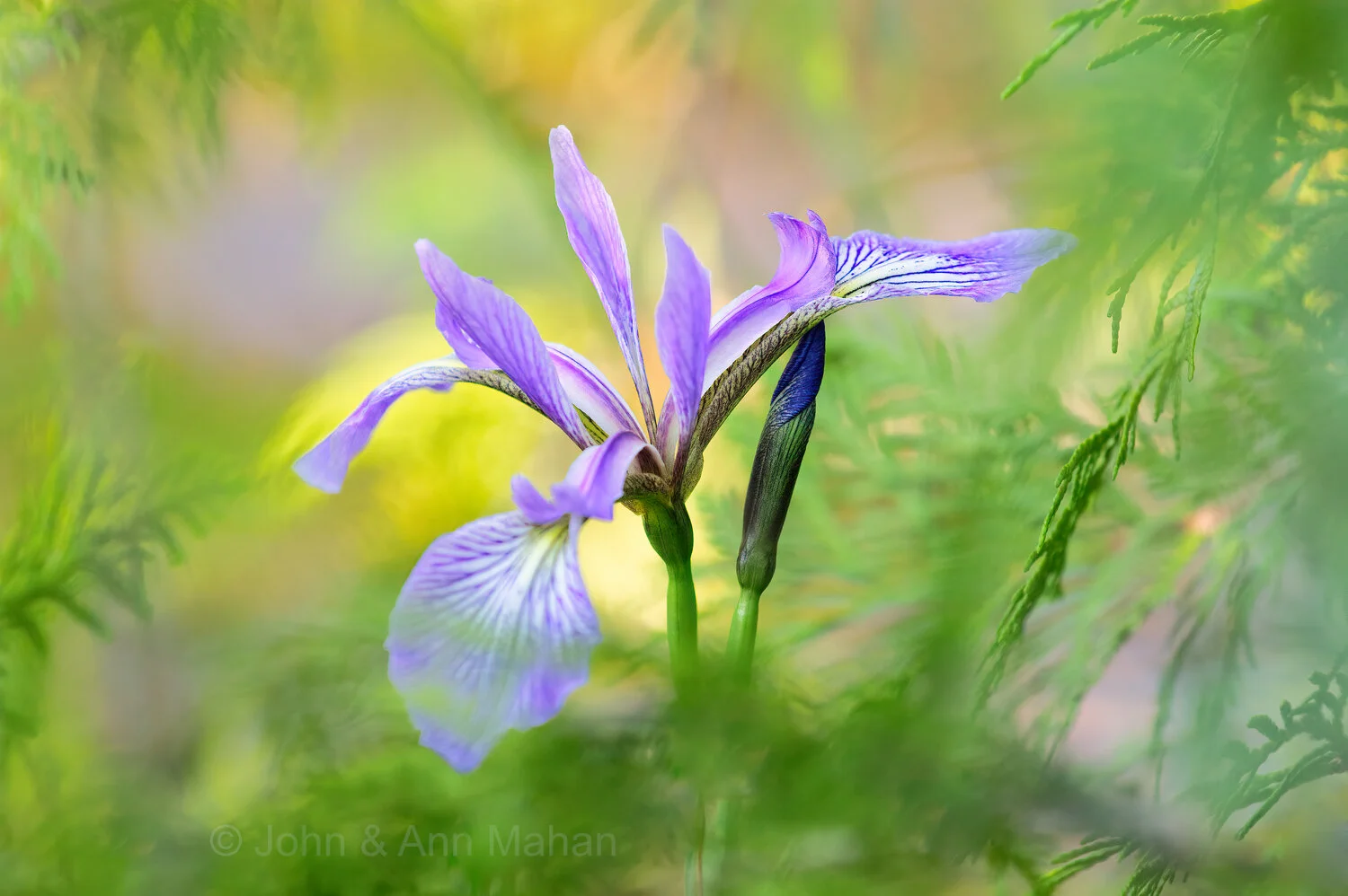 ID_3558C9_11  Wild Iris -- Isle Royale