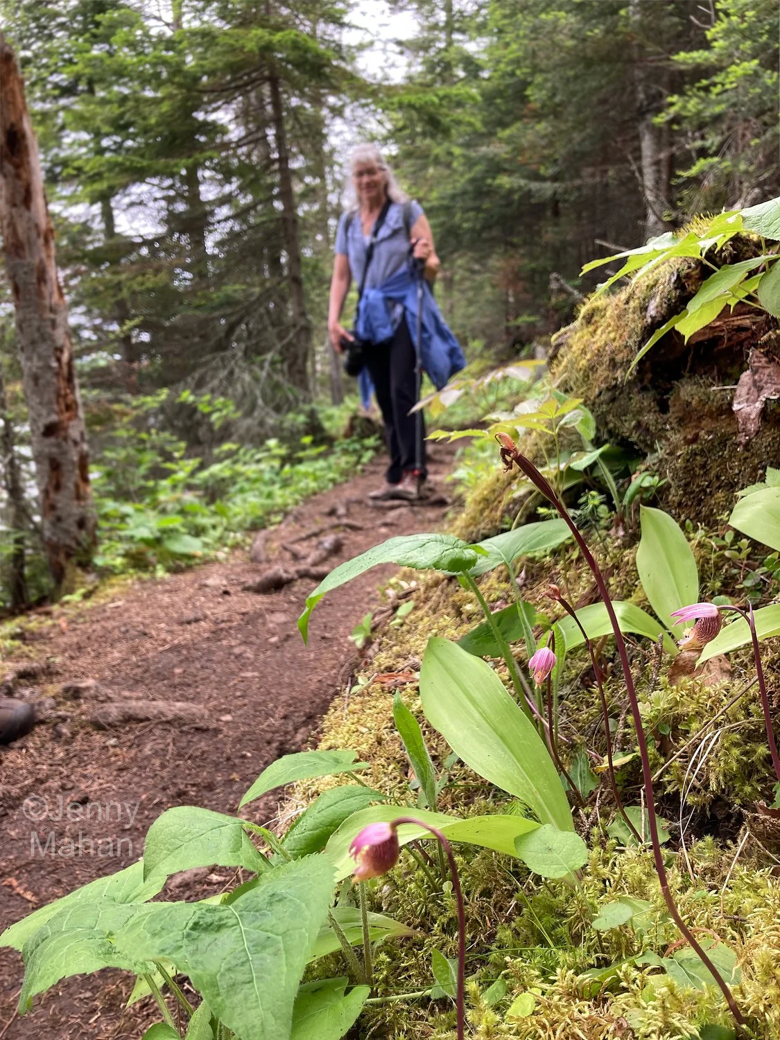 Suzy's Cave Hike -- Calypso Orchids
