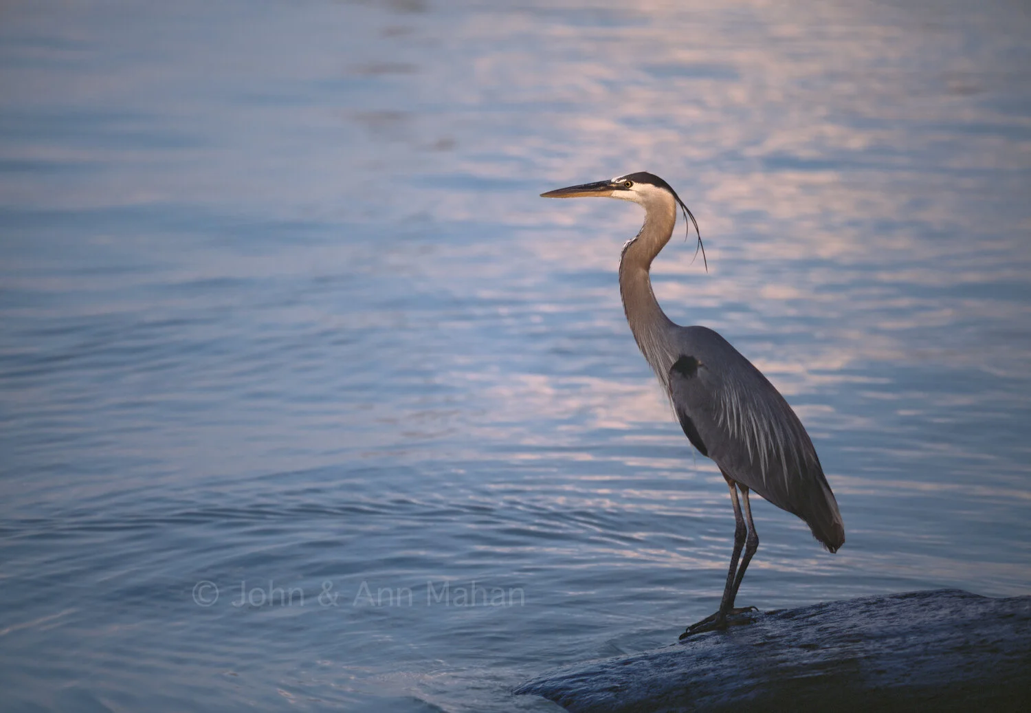 ID_7-6599B   Great Blue Heron