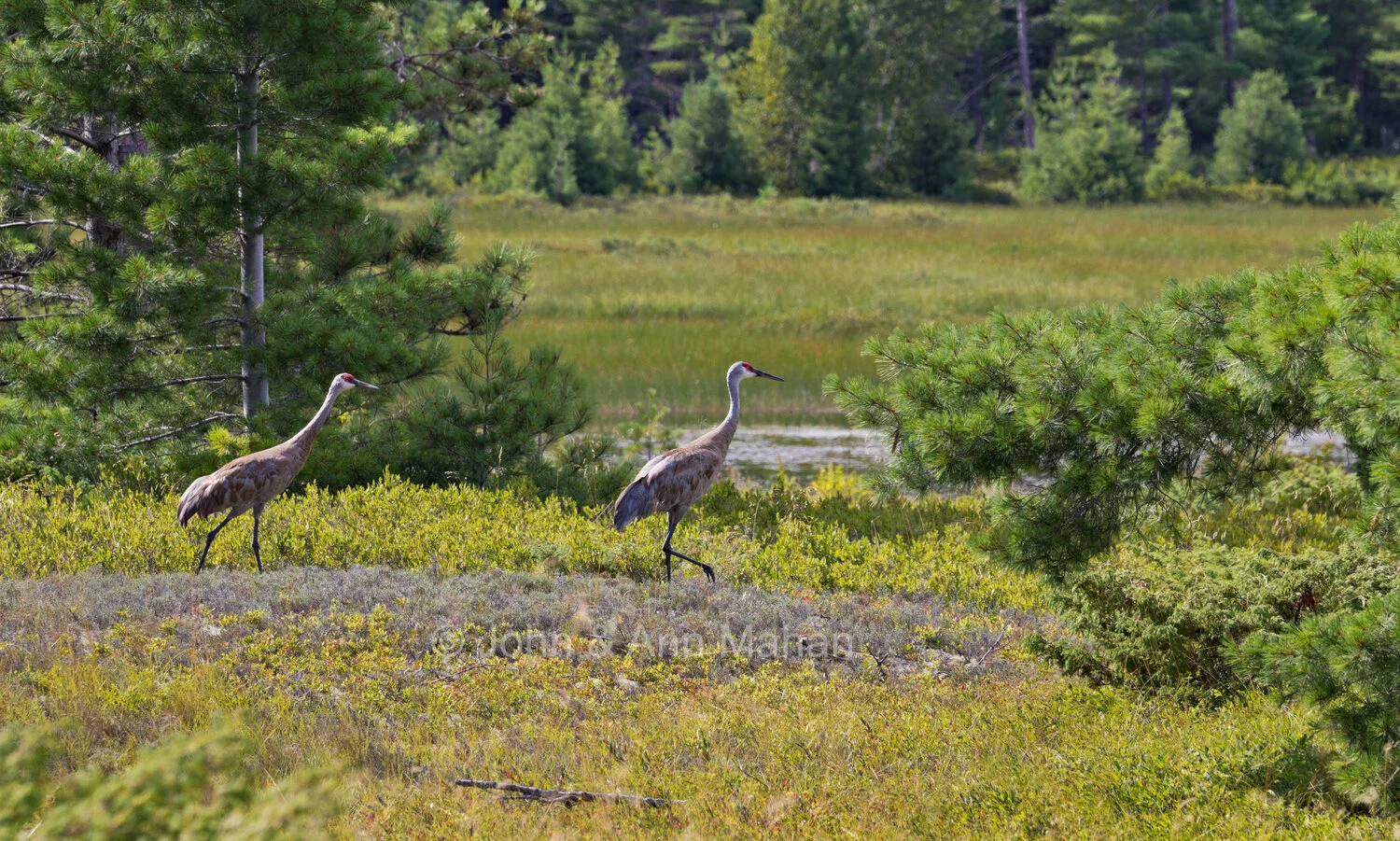 ID_1280B5_11 Sandhill Cranes on Stockton Island -- Apostle Islands