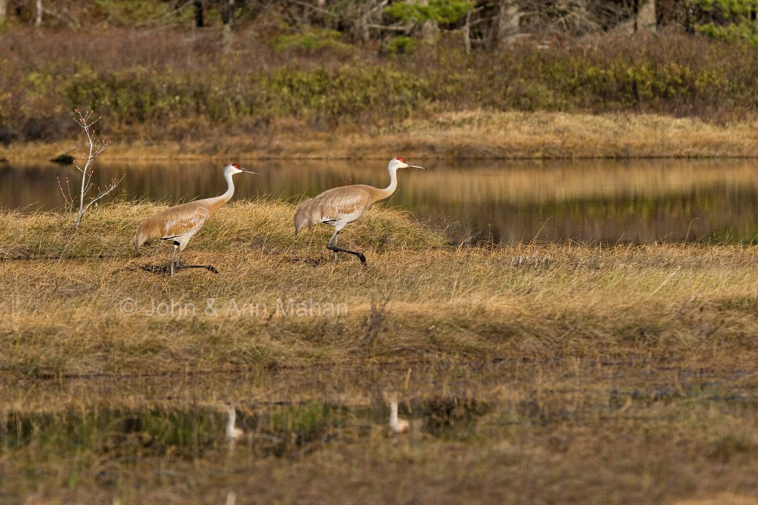 ID_1303C4_08X Sandhill Cranes on Stockton Island -- Apostle Islands