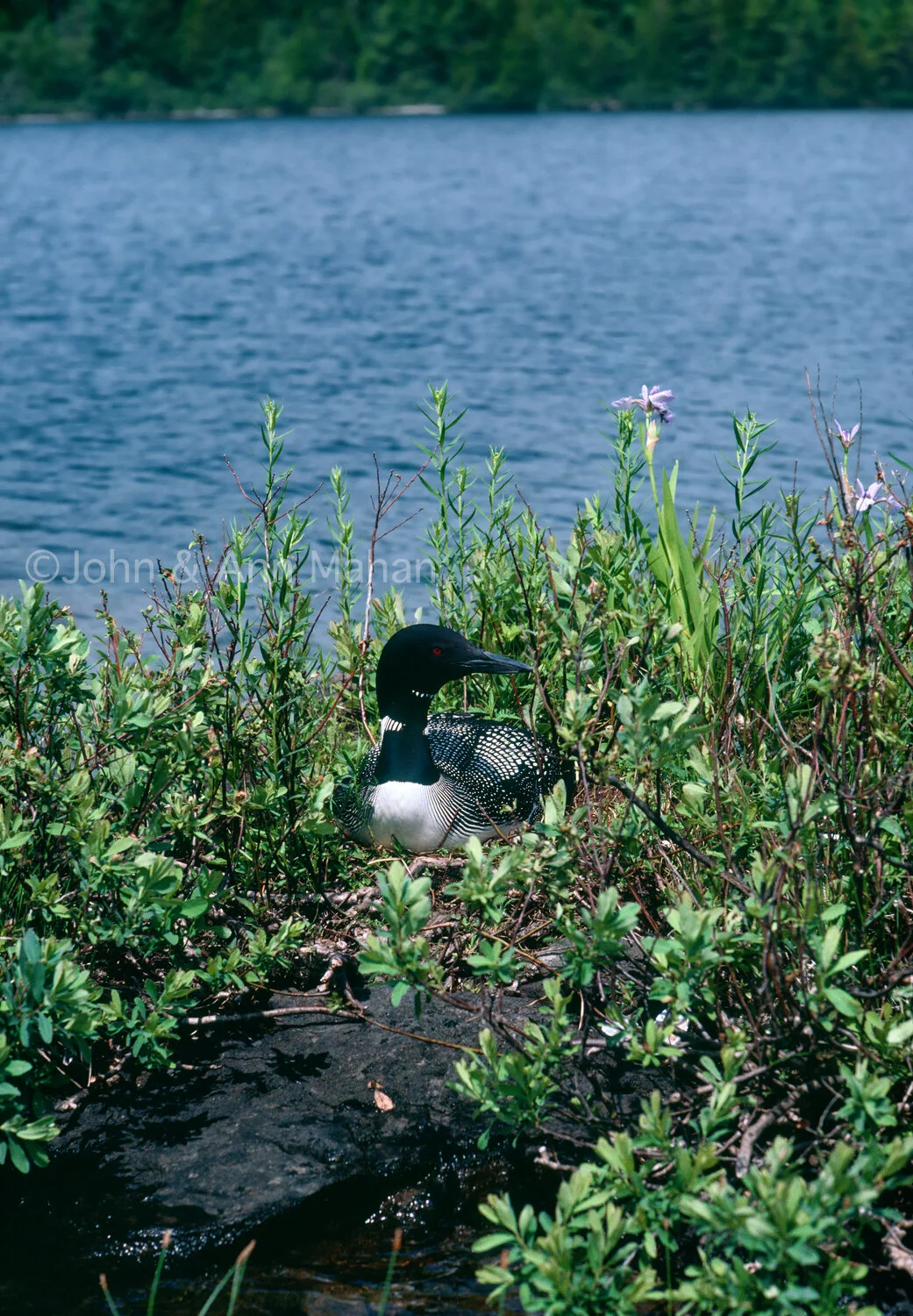 ID_23-1782C Loon on Nest -- Isle Royale