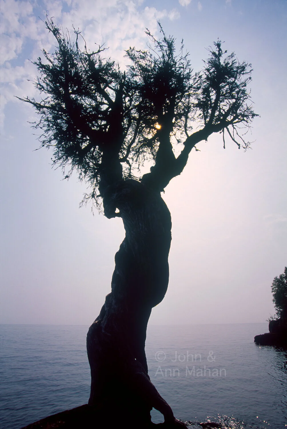 ID_18-4770C    Little Spirit Cedar Tree near Grand Portage -- also called Witch Tree