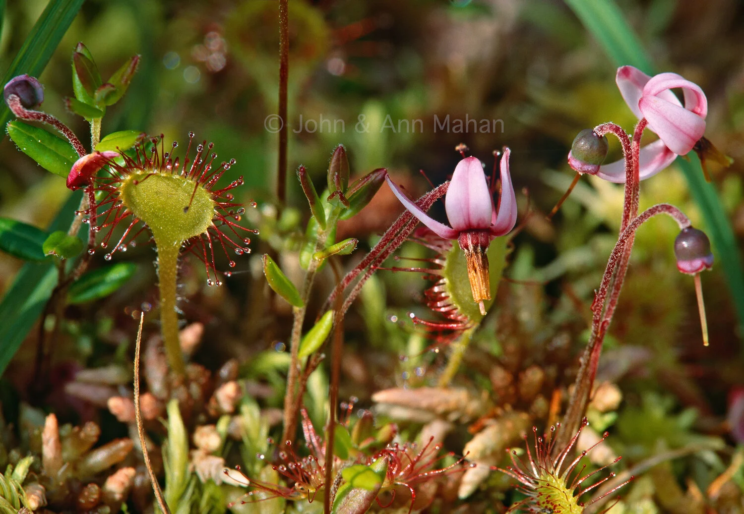 ID_36-5004C  Bog Plants -- Carnivorous Sundews and flowering Cranberries