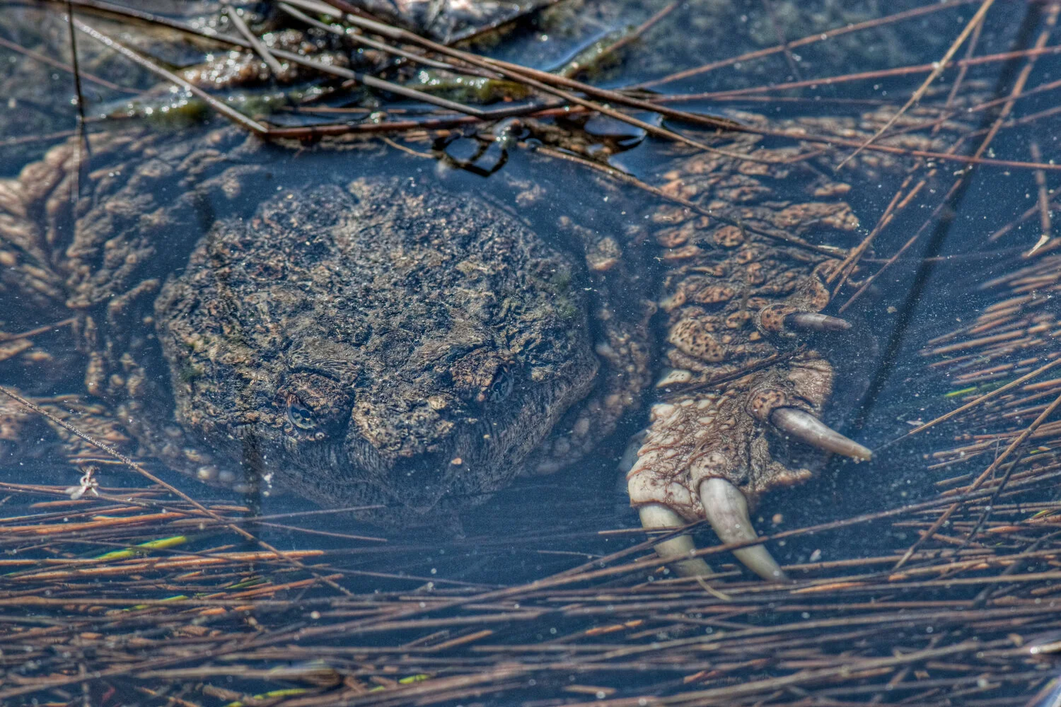 ID_9373-5C5_09 Snapping Turtle -- Northern Lower Michigan