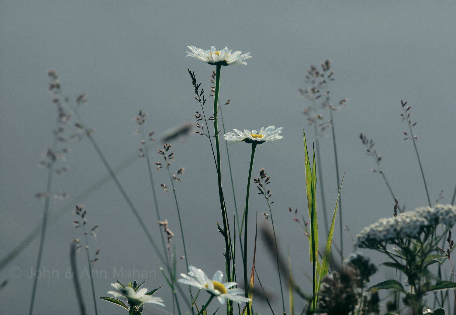 ID_21-1261C  Daisies -- Isle Royale