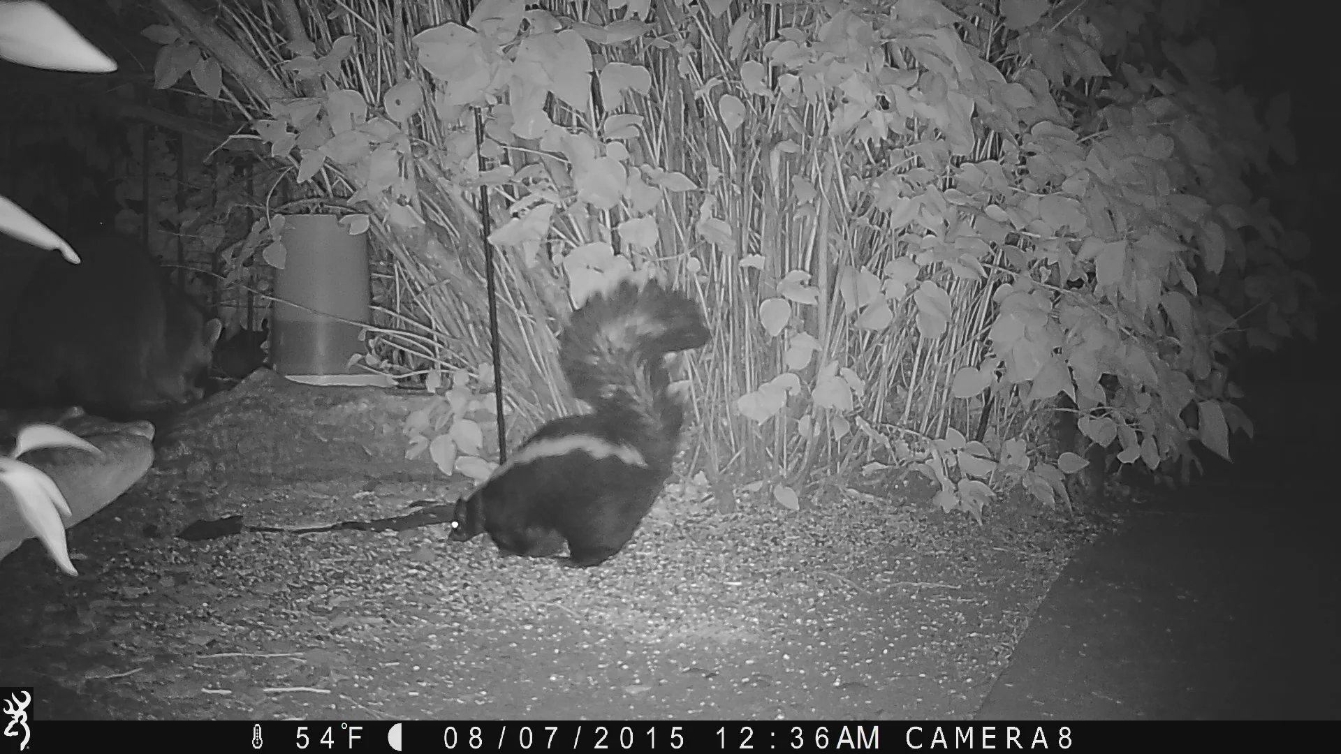 skunk eating out of bird bath.JPG