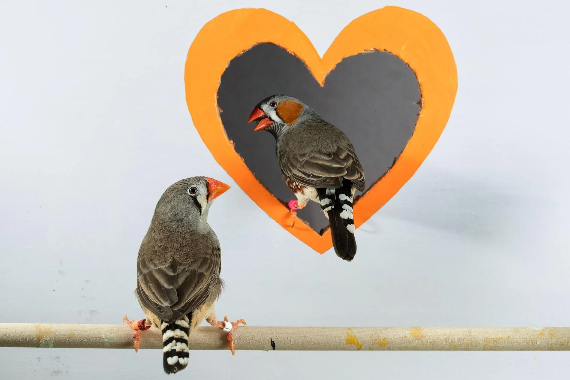 National Geographic Features our Zebra Finch Research!