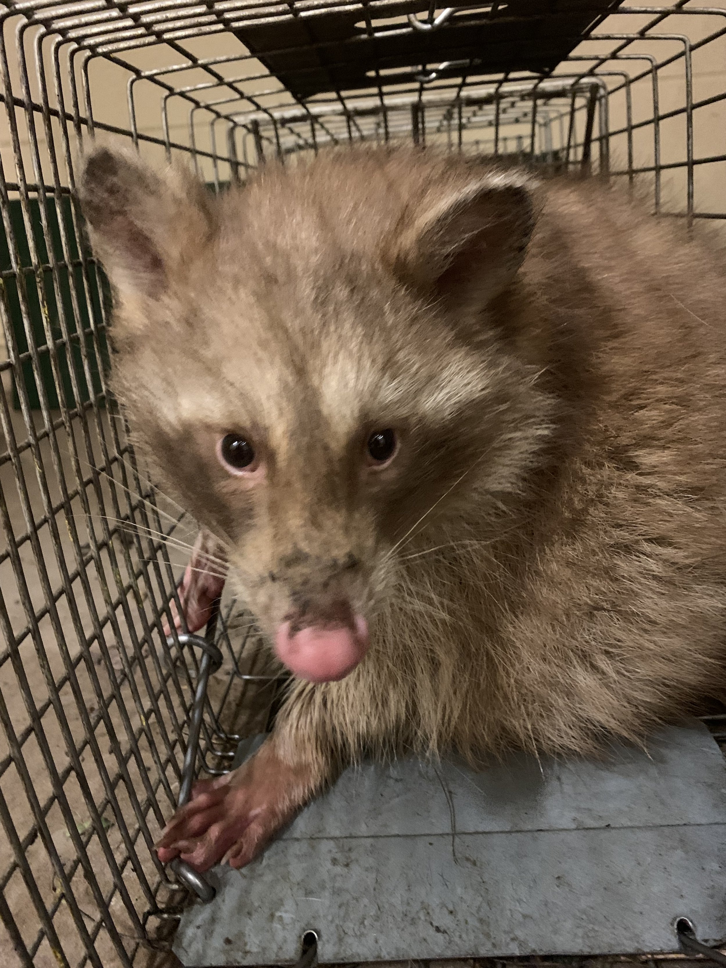 Wyoming Trapping Update