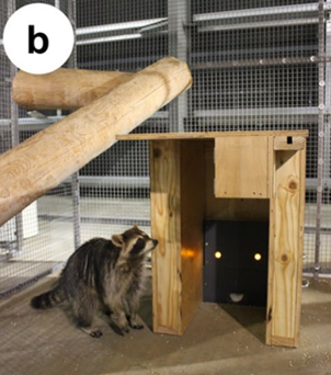 Publication Alert: "Variation in reversal learning by three generalist mesocarnivores"