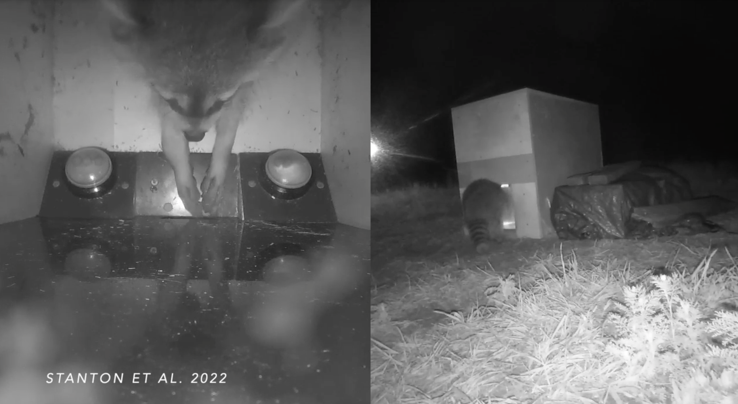 Publication Alert: Environmental, individual and social traits of free-ranging raccoons influence performance in cognitive testing 
