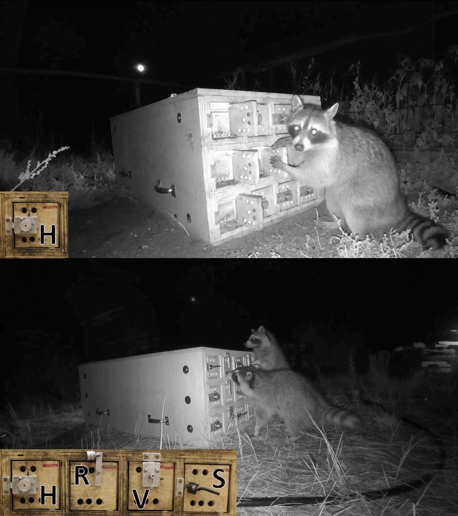 Publication Alert: Wild raccoons demonstrate flexibility and individuality in innovative problem solving