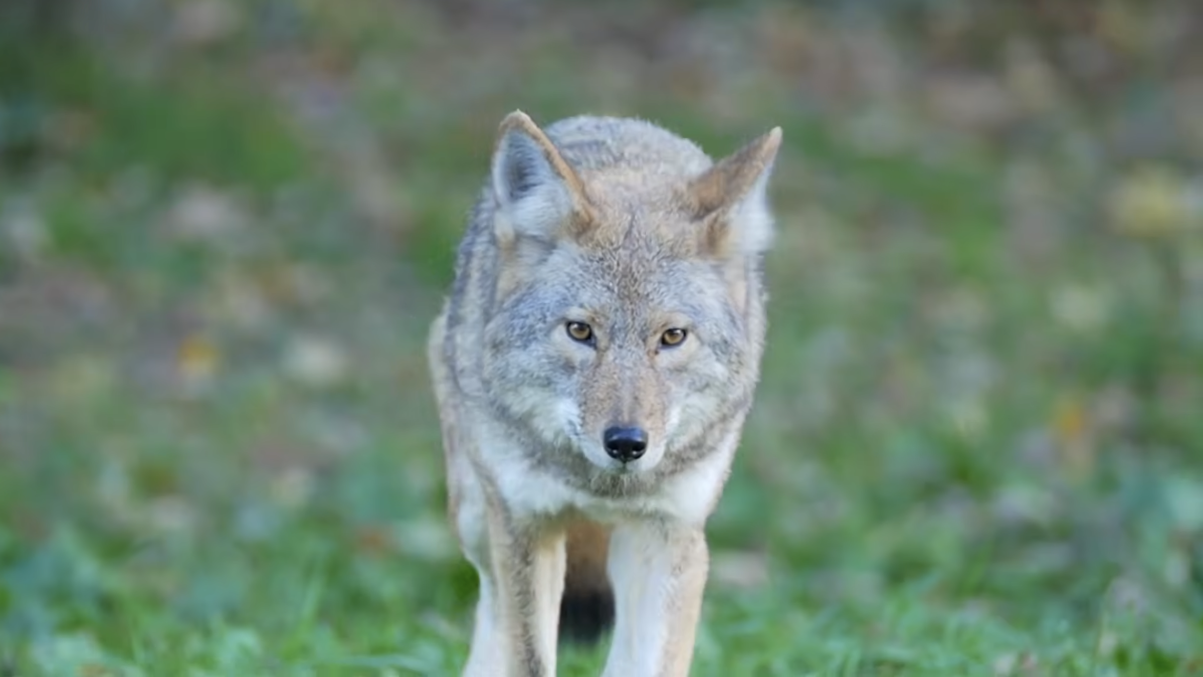 New Coyote Research Out!