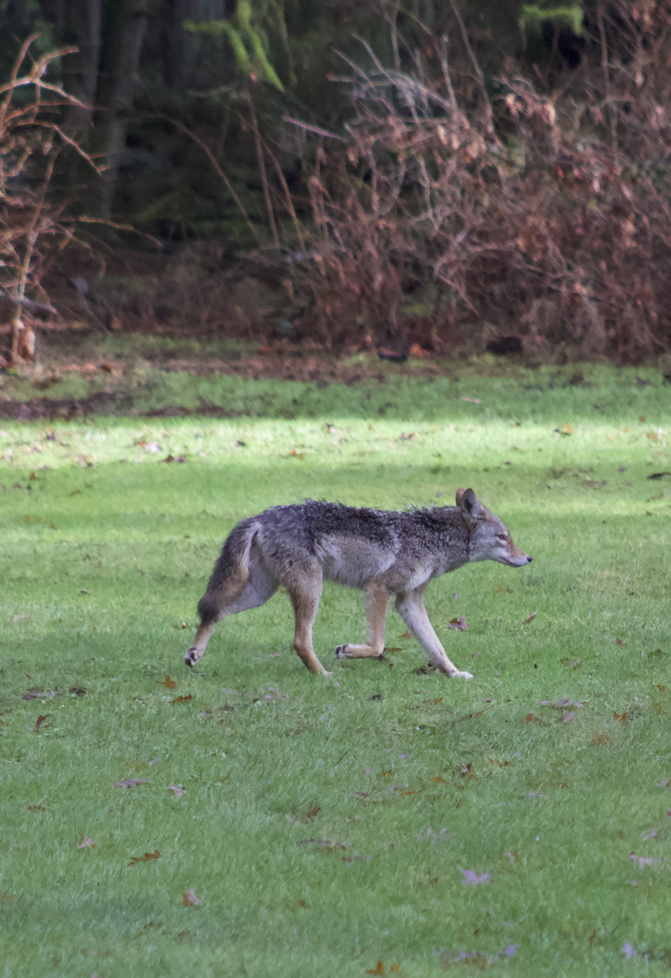 Publication Alert: Habituation, den defence and predatory opportunism appear to have contributed to coyote aggression in an urban park