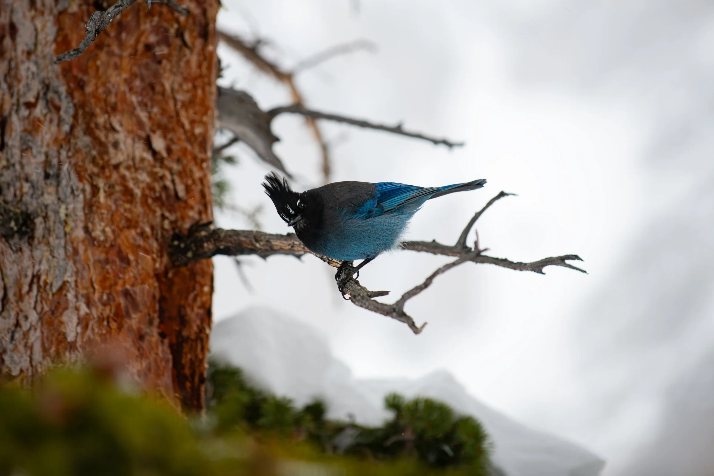 RMNP Bird 1.jpg