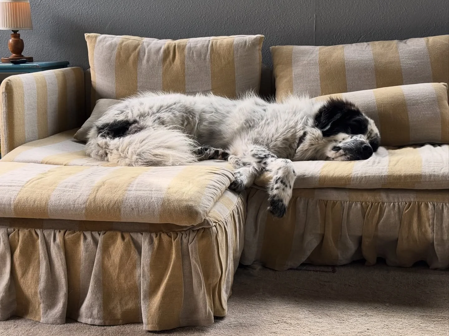 Just an outdoor guard dog getting a little TOO comfortable inside đś. But he makes the couch look double cute and double comfortable so he can do no wrong. I’m convinced that pets should be used as mandatory props in all staging photos.
#dogsw