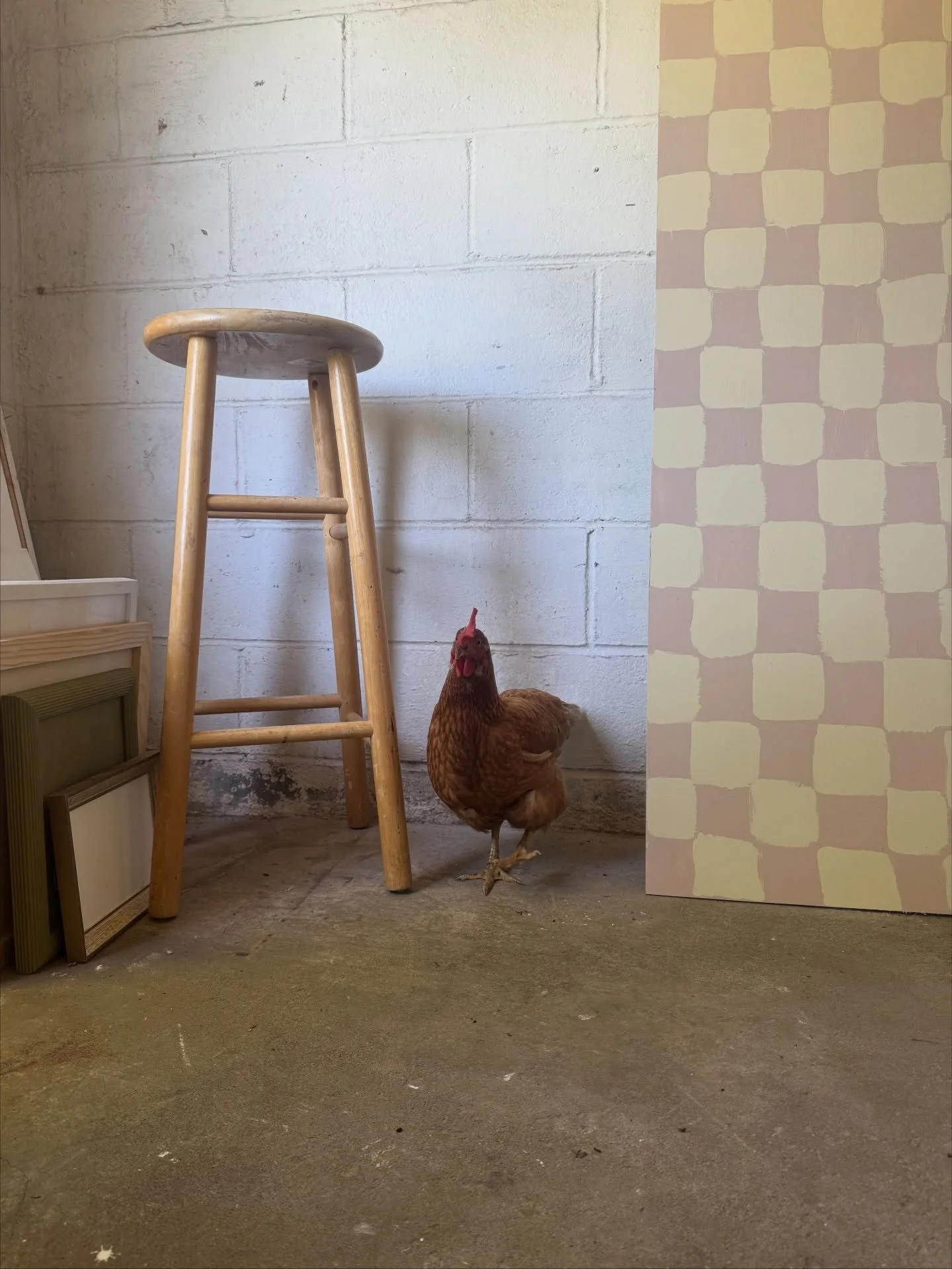 Well I never thought I&rsquo;d make an obituary post for a chicken BUT here I am. Tears and all. Our sweet little shop mascot Gimpy passed away last week and the shop has been pretty quiet ever since. Gimpy only had one good leg so she had to live se