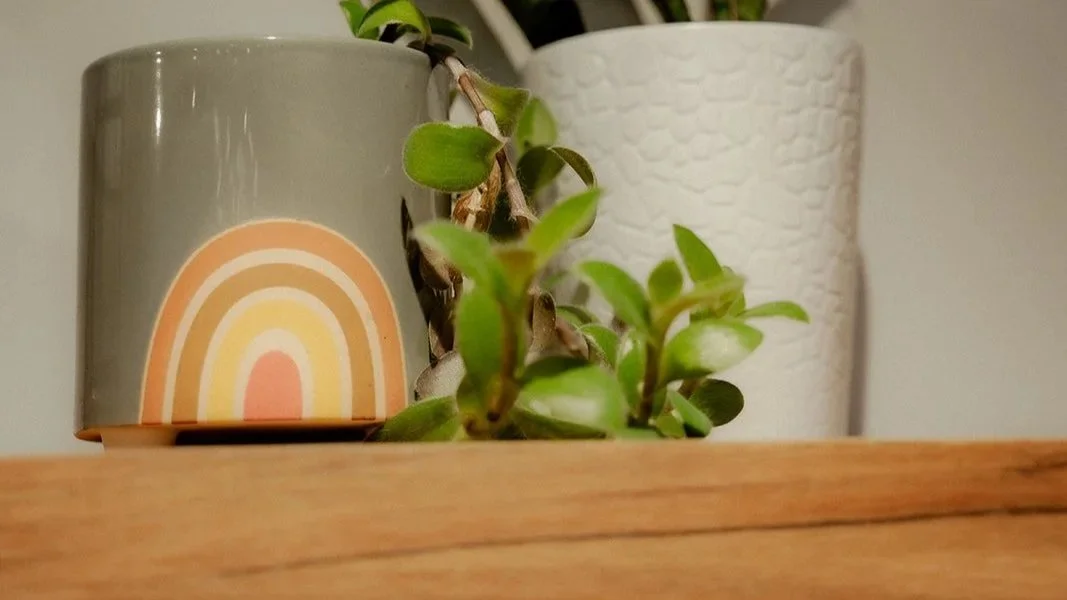Close up of potted plants on shelf.