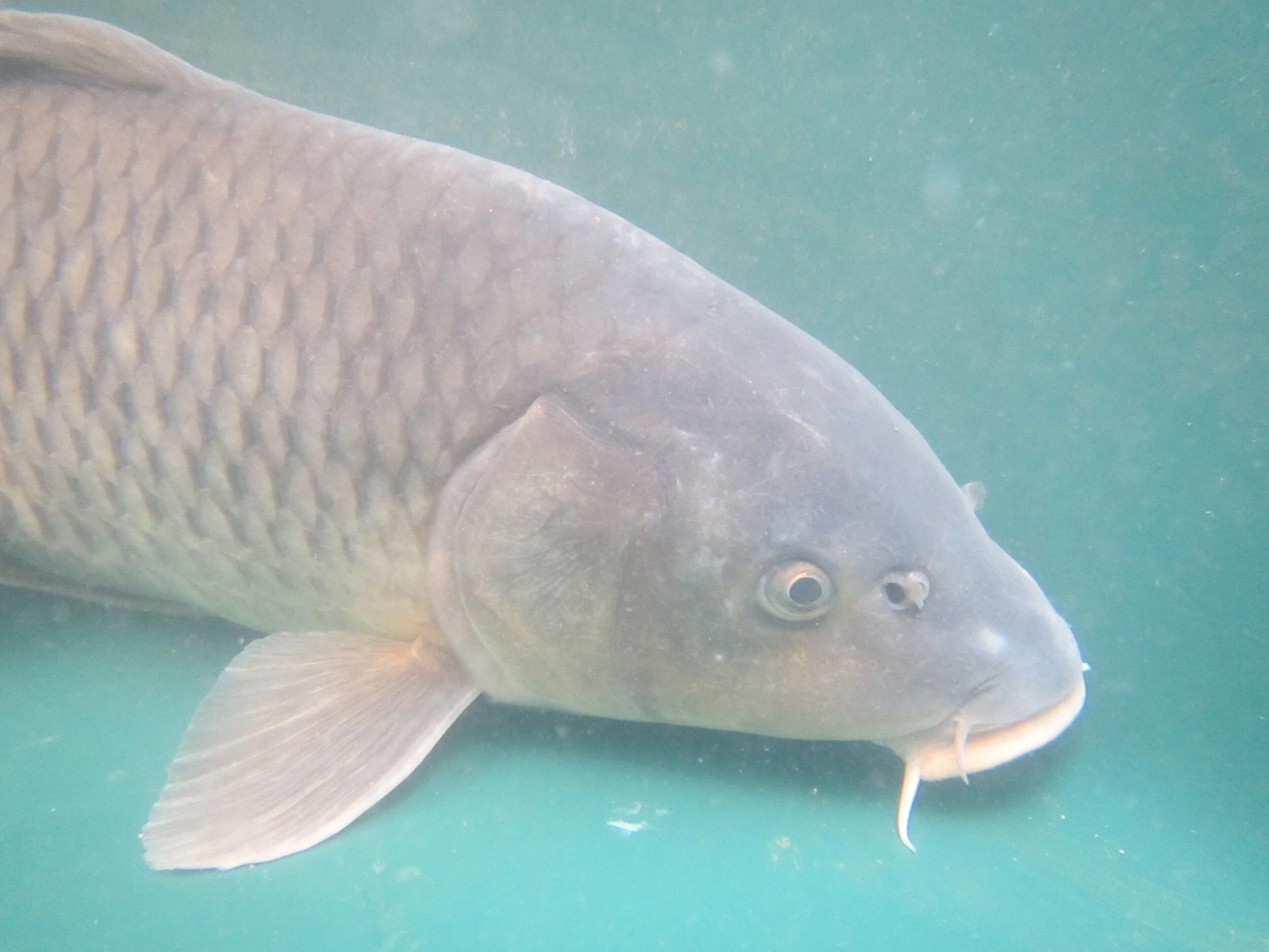 Who We Are — Upper Murrumbidgee Demonstration Reach