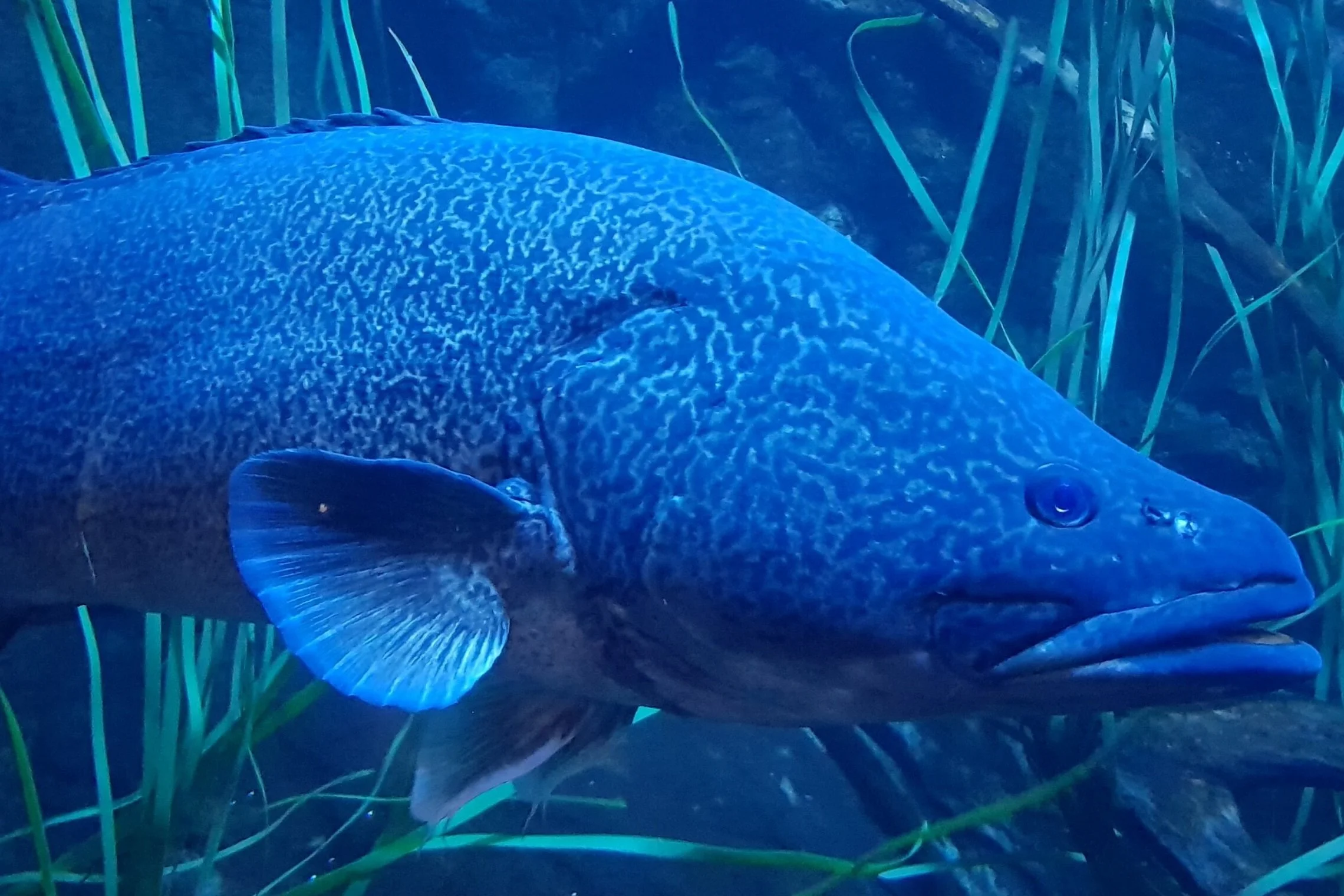 Murray Cod in the Upper Murrumbidgee