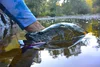 Species Spotlight: Murray Cod — Upper Murrumbidgee Demonstration Reach