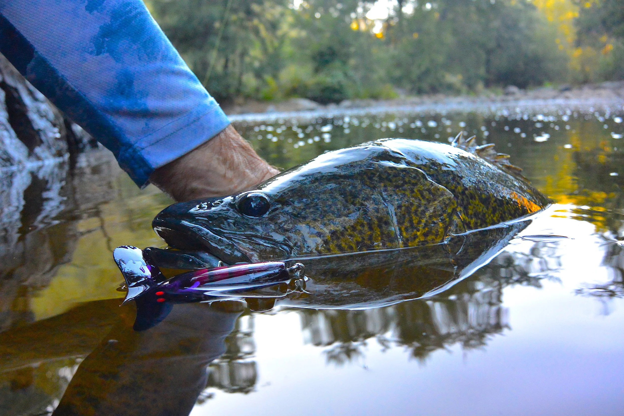 Species Spotlight: Murray Cod — Upper Murrumbidgee Demonstration Reach