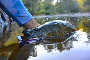 Species Spotlight: Murray Cod — Upper Murrumbidgee Demonstration Reach