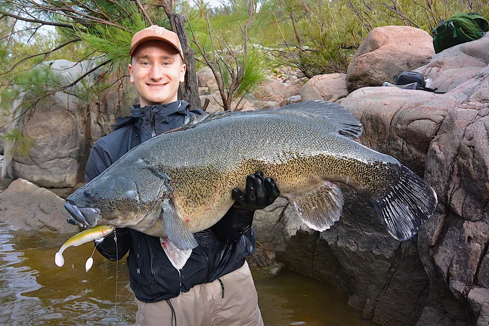 Species Spotlight: Murray Cod — Upper Murrumbidgee Demonstration Reach