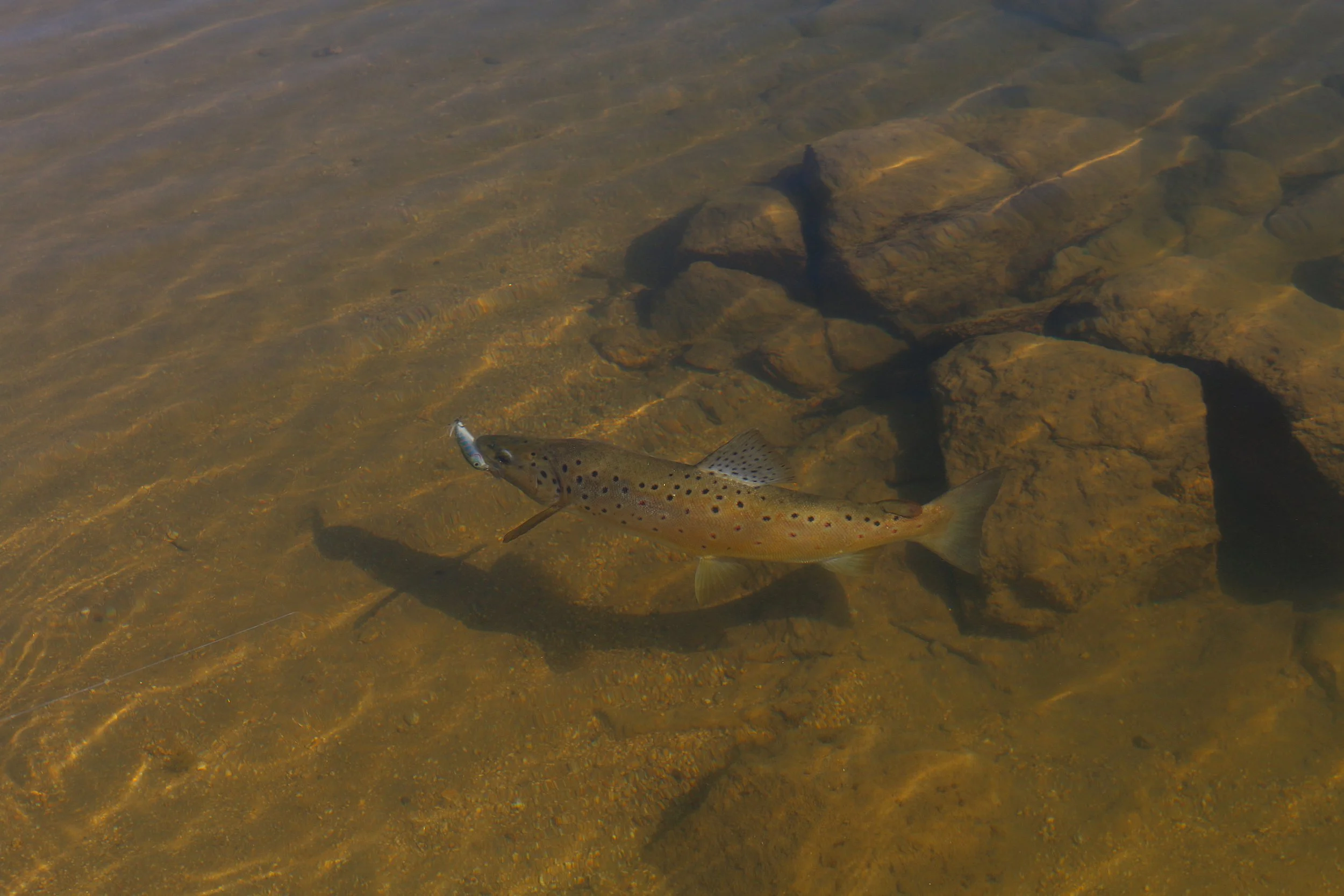 Species Spotlight: Brown Trout — Upper Murrumbidgee Demonstration Reach