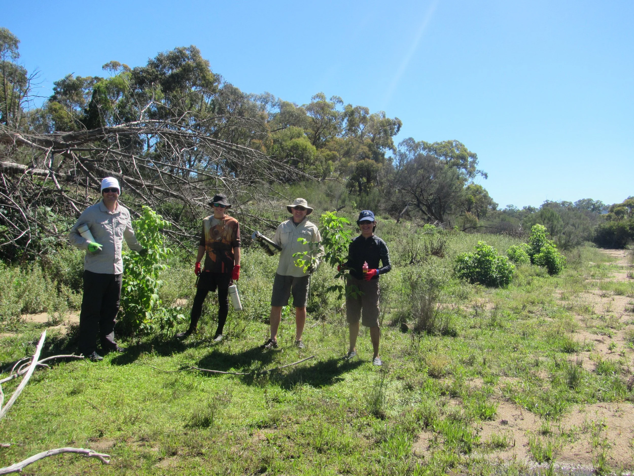 A group of volunteers tackling Box elder- an aggressive transformer weed.